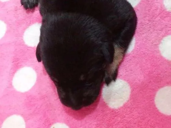 Cachorro ra a SRD idade Abaixo de 2 meses nome Filhotes 