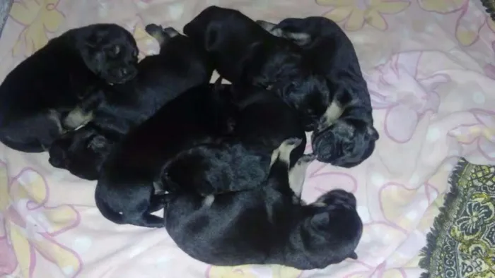 Cachorro ra a SRD idade Abaixo de 2 meses nome Filhotes 