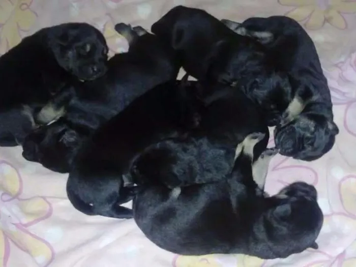 Cachorro ra a SRD idade Abaixo de 2 meses nome Filhotes 