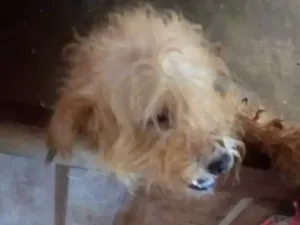 Cachorro raça Poodle  idade 1 ano nome Lua