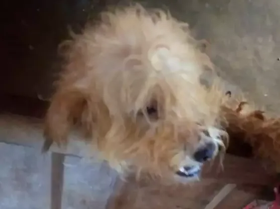 Cachorro ra a Poodle  idade 1 ano nome Lua