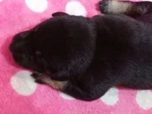 Cachorro raça SRD idade Abaixo de 2 meses nome Filhotes 
