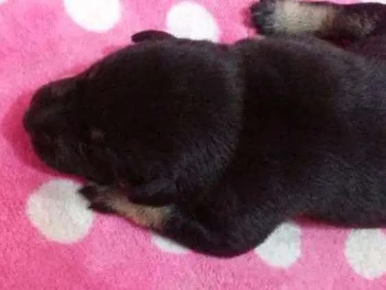 Cachorro ra a SRD idade Abaixo de 2 meses nome Filhotes 