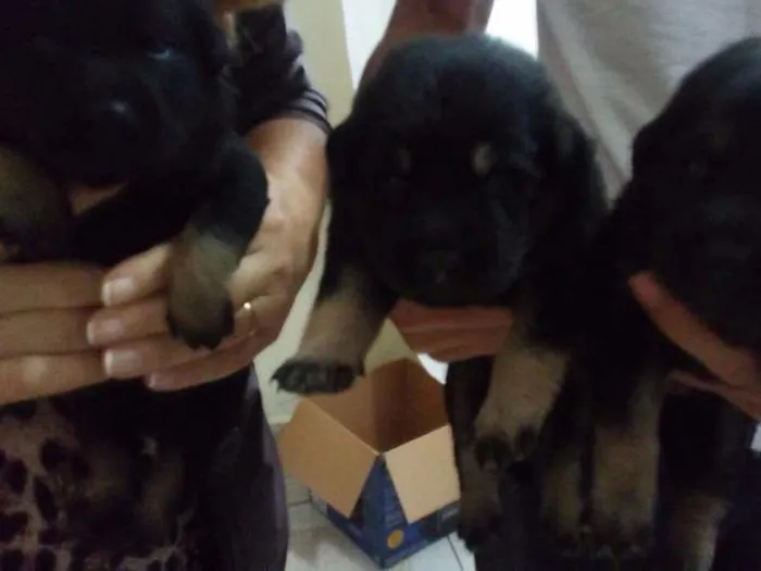 Cachorro ra a SRD idade Abaixo de 2 meses nome Filhotes 