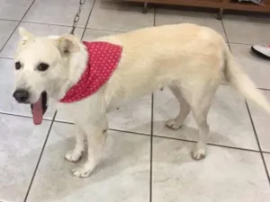 Cachorro raça SRD idade 2 anos nome Bianca