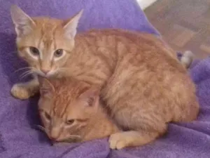 Gato raça sem raça definida  idade 2 a 6 meses nome sem nome 