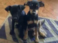 Nina e Totó 