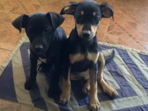 Cachorro raça Sem raça definida idade 2 a 6 meses nome Nina e Totó 
