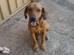 Cachorro raça Vira lata  idade 7 a 11 meses nome Não tem nome