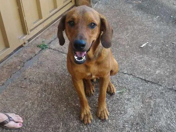 Cachorro ra a Vira lata  idade 7 a 11 meses nome Não tem nome