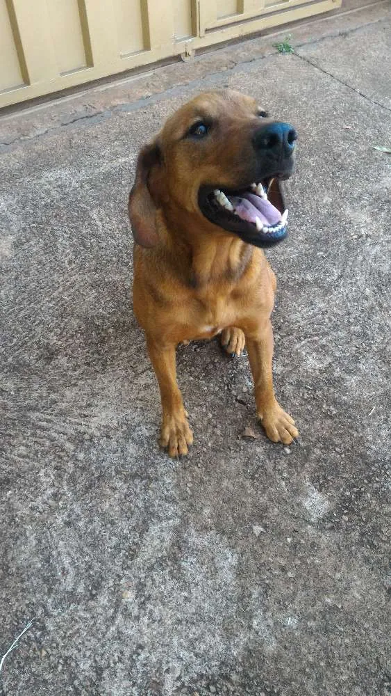 Cachorro ra a Vira lata  idade 7 a 11 meses nome Não tem nome