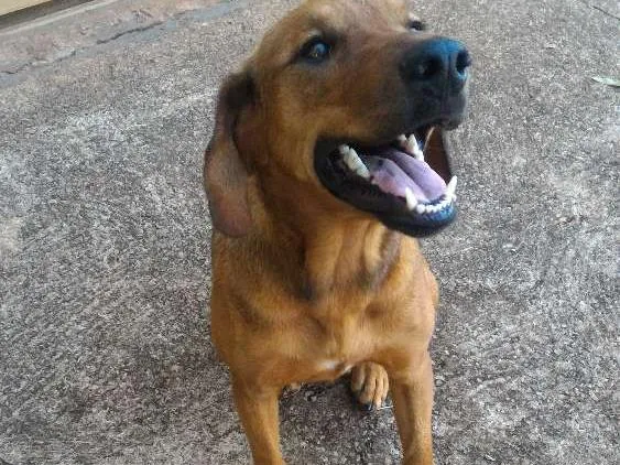 Cachorro ra a Vira lata  idade 7 a 11 meses nome Não tem nome