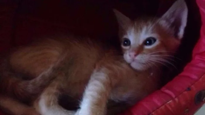 Gato raça  idade Abaixo de 2 meses nome Ainda não tem nome