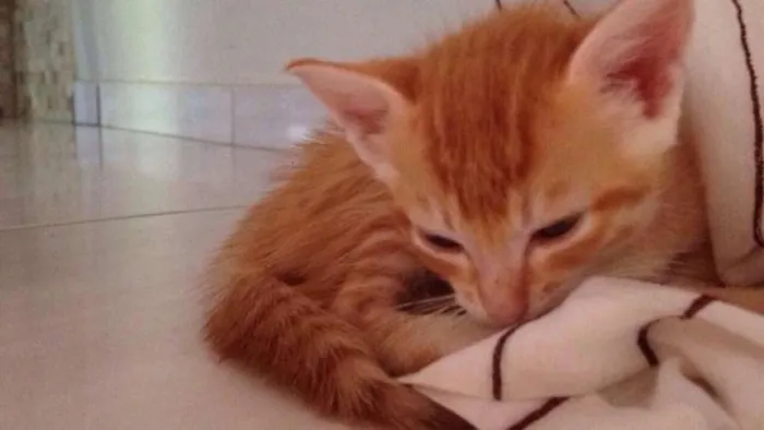 Gato raça  idade Abaixo de 2 meses nome Ainda não tem nome