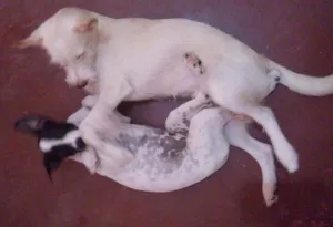Cachorro raça Poodle e Vira Lata idade 7 a 11 meses nome Yashiro Nanakase e Misha