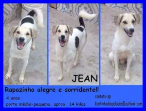 Cachorro raça  idade 4 anos nome Jean