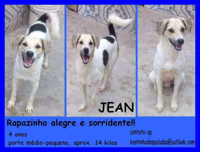 Cachorro ra a  idade 4 anos nome Jean