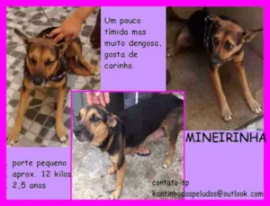 Cachorro raça  idade 2 anos nome Mineirinha Pequena