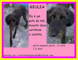 Cachorro raça  idade 1 ano nome Giulia Pequena