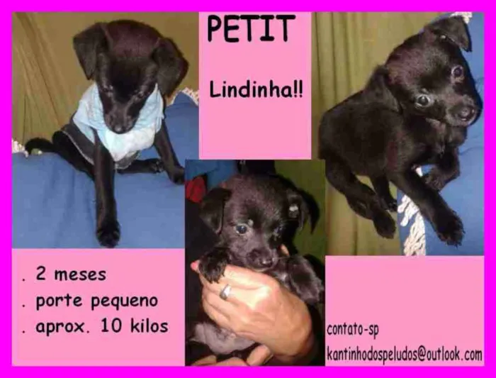 Cachorro ra a  idade 2 a 6 meses nome Petit Bebezinha