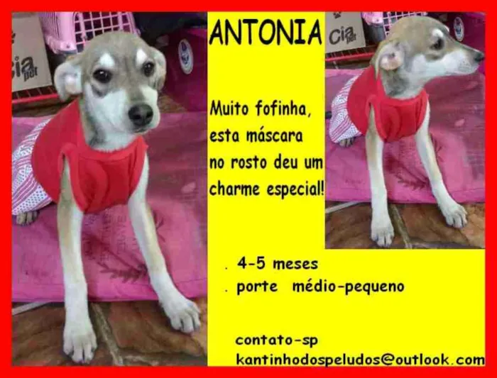 Cachorro ra a idade 2 a 6 meses nome Antonia Filhote