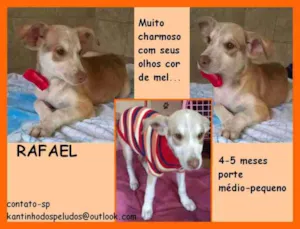 Cachorro raça  idade 2 a 6 meses nome Rafael Filhote