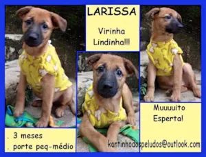 Cachorro raça  idade 2 a 6 meses nome Larissa Bebezinha