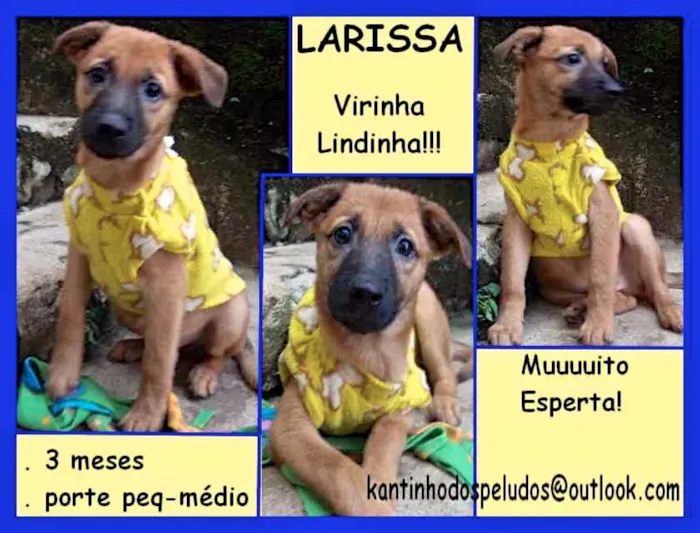 Cachorro ra a  idade 2 a 6 meses nome Larissa Bebezinha