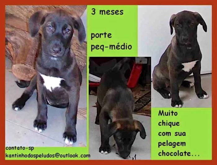 Cachorro ra a  idade 2 a 6 meses nome Celeste Bebezinha