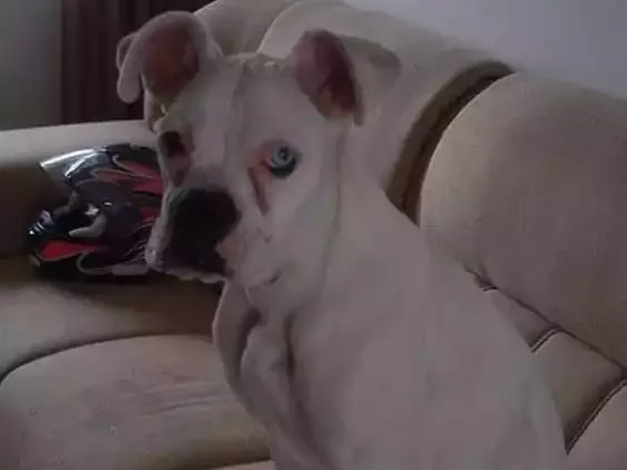 Cachorro ra a Boxer idade 4 anos nome Mona