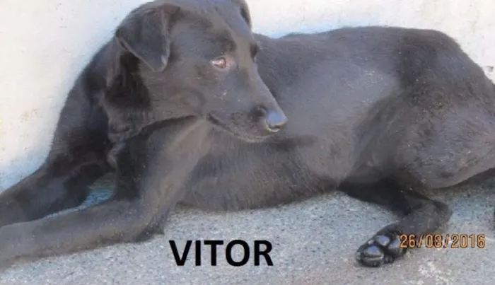 Cachorro ra a SRD idade 5 anos nome Vitor