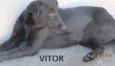 Vitor