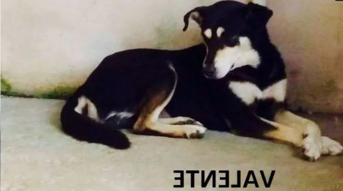 Cachorro ra a SRD idade 2 anos nome Valente