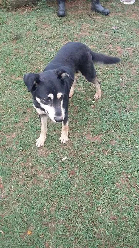 Cachorro ra a SRD idade 2 anos nome Valente