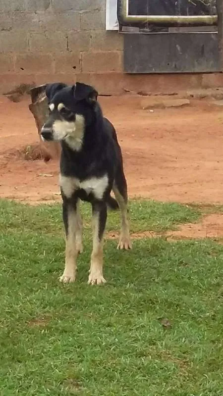 Cachorro ra a SRD idade 2 anos nome Valente