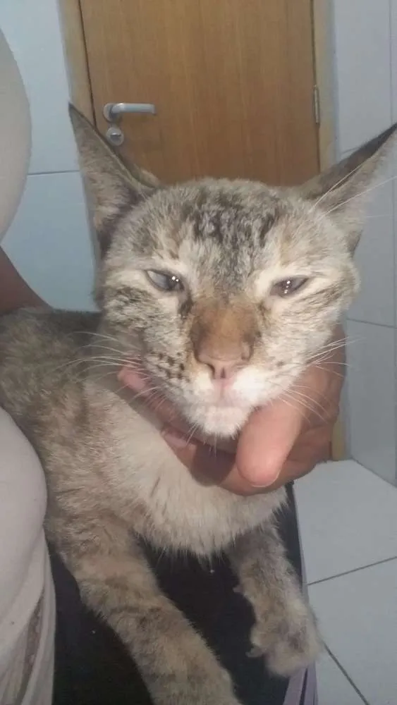 Gato ra a Srd idade 2 anos nome Vitoria