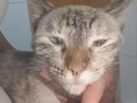 Gato ra a Srd idade 2 anos nome Vitoria