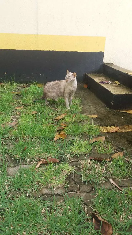 Gato ra a Srd idade 2 anos nome Vitoria