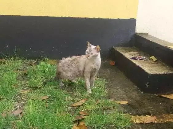 Gato ra a Srd idade 2 anos nome Vitoria
