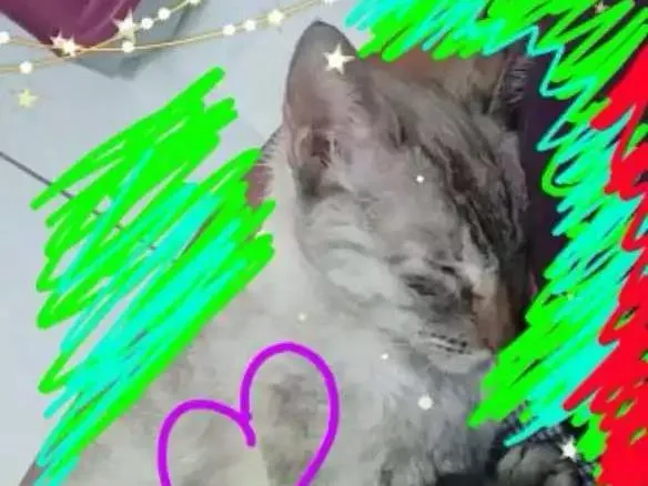 Gato ra a Srd idade 2 anos nome Vitoria