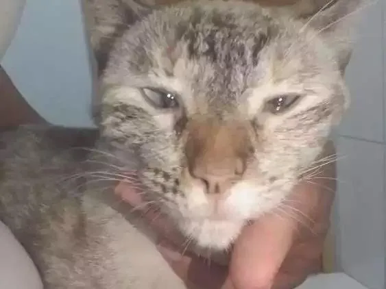 Gato ra a Srd idade 2 anos nome Vitoria