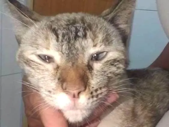 Gato ra a Srd idade 2 anos nome Vitoria