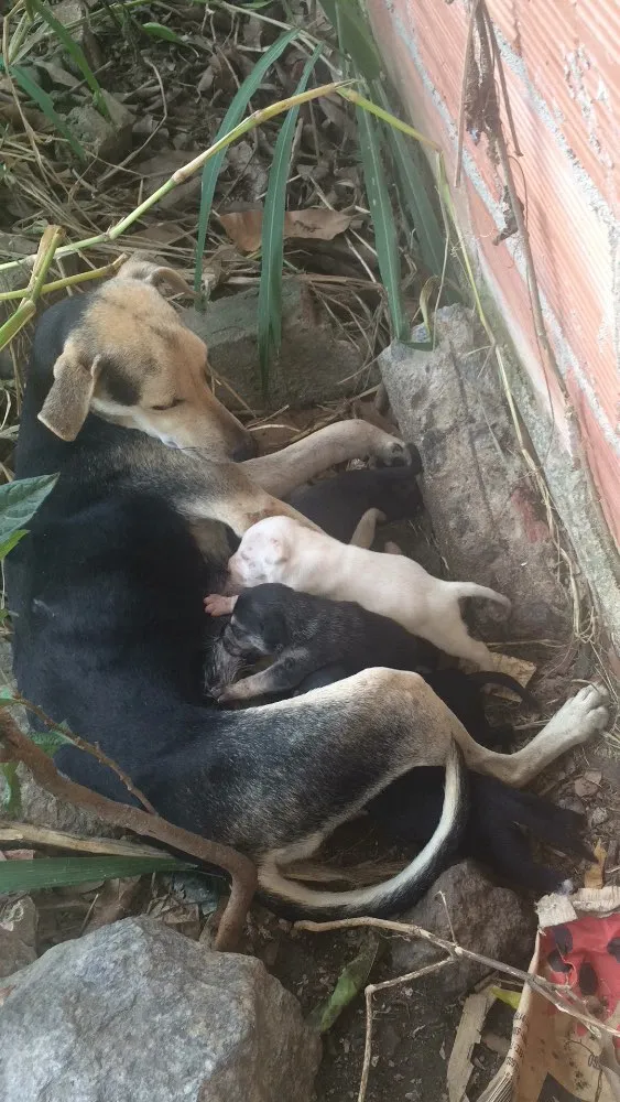 Cachorro raça SRD idade Abaixo de 2 meses nome Filhotes