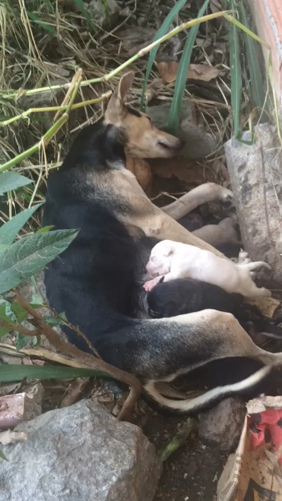 Cachorro raça SRD idade Abaixo de 2 meses nome Filhotes