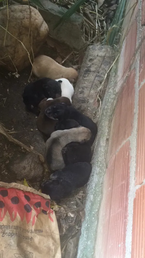 Cachorro raça SRD idade Abaixo de 2 meses nome Filhotes