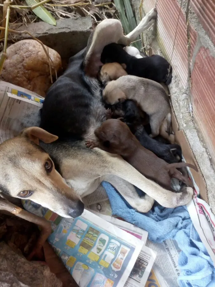 Cachorro raça SRD idade Abaixo de 2 meses nome Filhotes