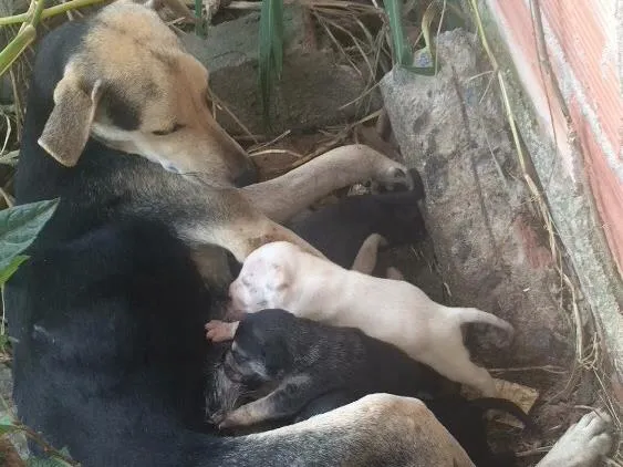 Cachorro raça SRD idade Abaixo de 2 meses nome Filhotes