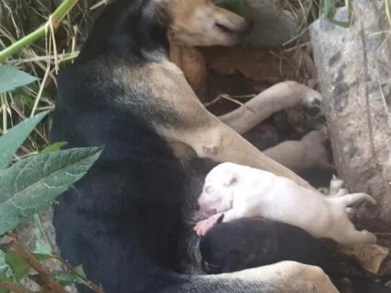 Cachorro raça SRD idade Abaixo de 2 meses nome Filhotes