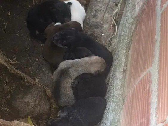 Cachorro raça SRD idade Abaixo de 2 meses nome Filhotes