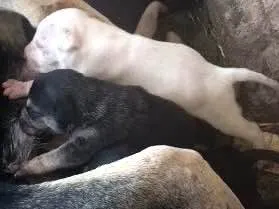 Cachorro raça SRD idade Abaixo de 2 meses nome Filhotes